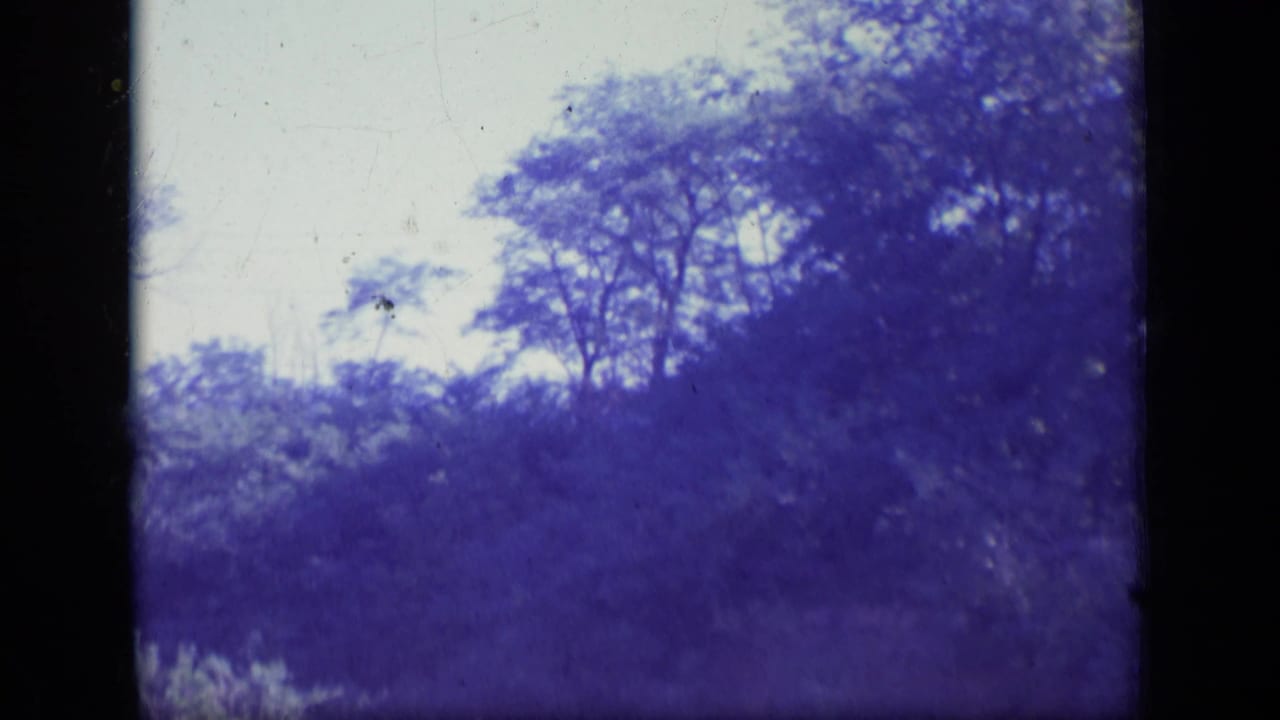 Leafy treetops against a pale sky with blue-purple film fading and dark frame edges.