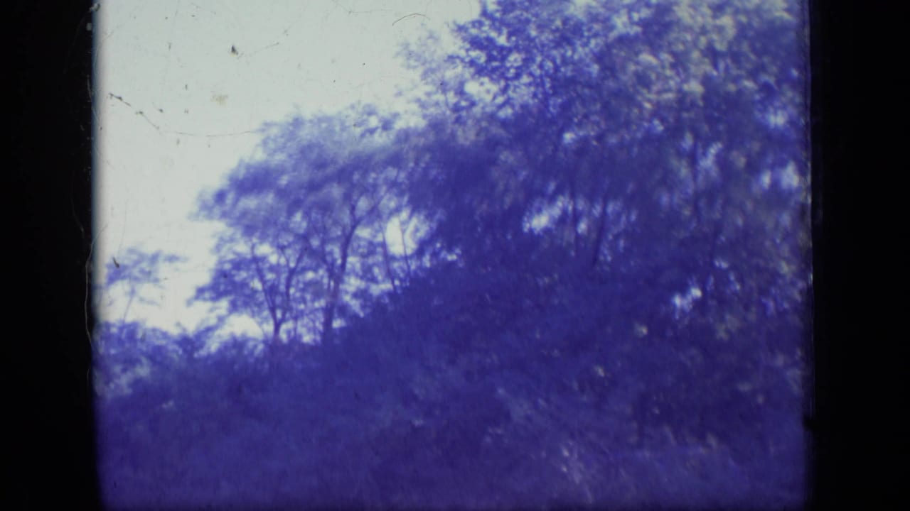 Dense treetop canopy fills the frame beneath a bright sky, divided by dark film edges.