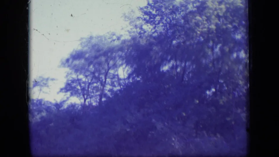New Jersey treetop canopy on 1970 8mm film, with faded blue-purple color, pale sky, and a dark vertical frame edge.