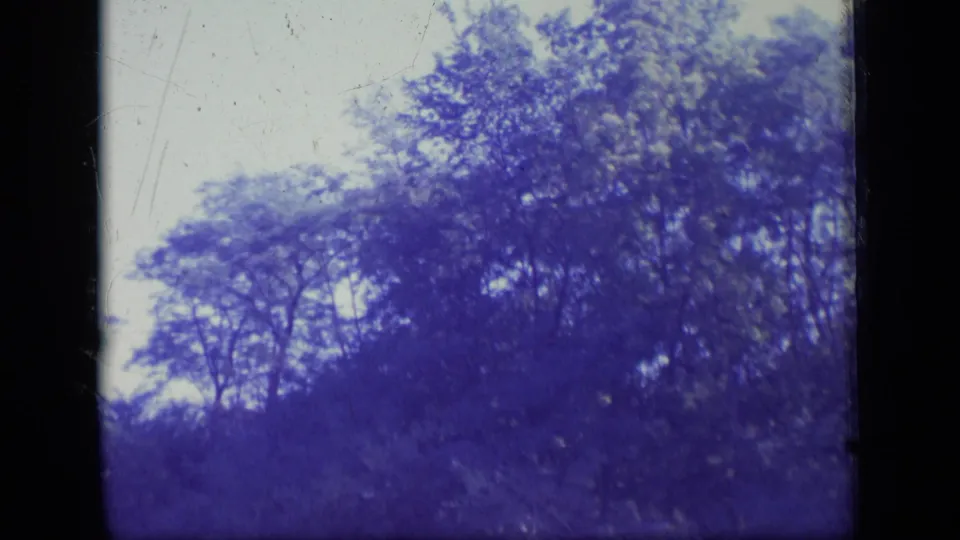 Faded 1970 8mm view of New Jersey woodland foliage and treetops, with scratches, grain, and blue-purple dye shift.