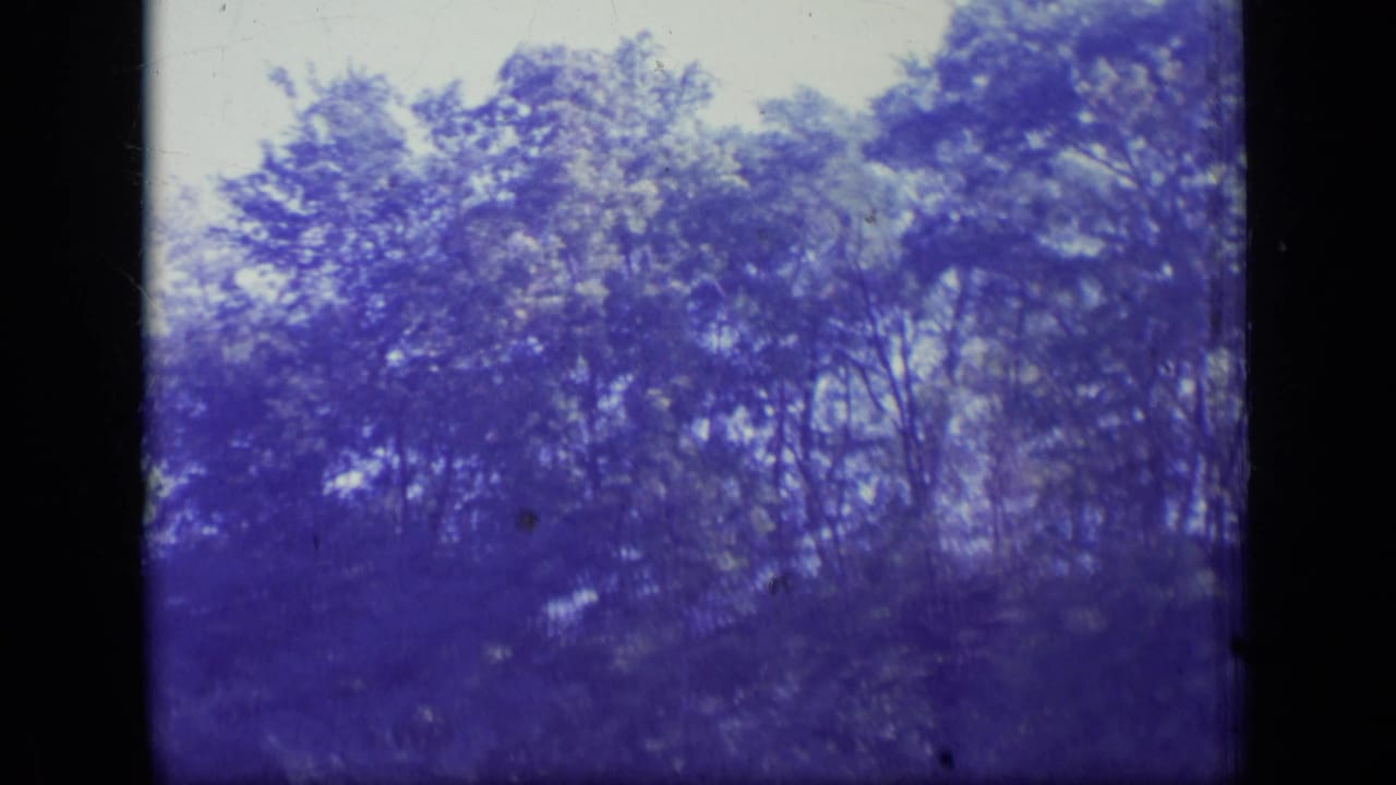 Purple-tinted trees and pale sky framed by dark 8mm film edges.