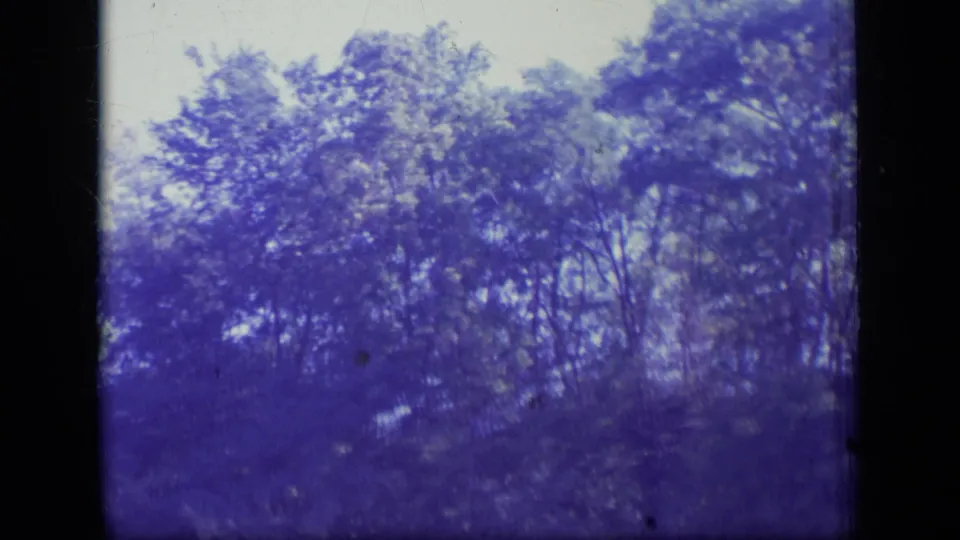 1970 New Jersey 8mm frame showing soft purple-tinted tree canopy against a bright sky, with visible film grain and gate edges.