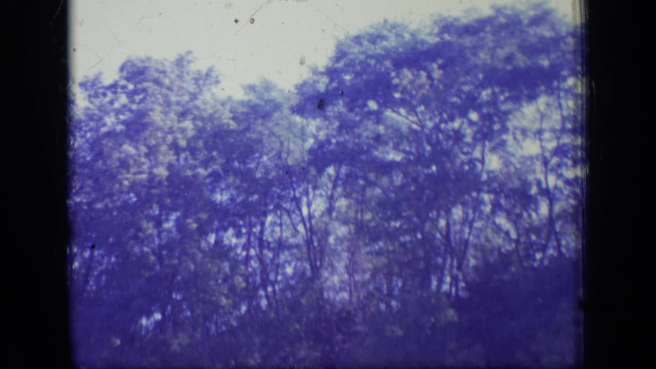 Purple-shifted 8mm view of dense New Jersey treetops, soft focus, bright sky, and dark frame edge visible along the side.