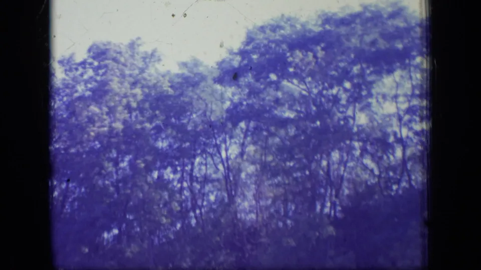 Purple-shifted 8mm view of dense New Jersey treetops, soft focus, bright sky, and dark frame edge visible along the side.