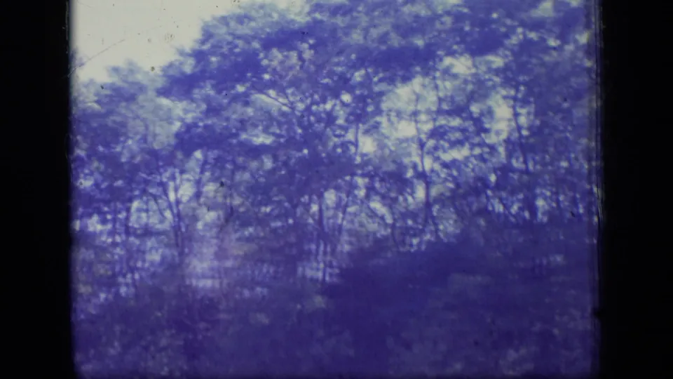 1970 New Jersey home-movie frame showing layered trees and brush with a strong purple cast, soft focus, and dark 8mm border.