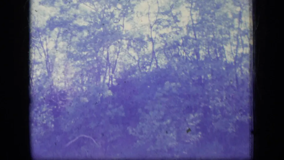 Soft 8mm frame from New Jersey in 1970 showing thin trees and undergrowth under a pale sky, marked by purple color shift and dust.