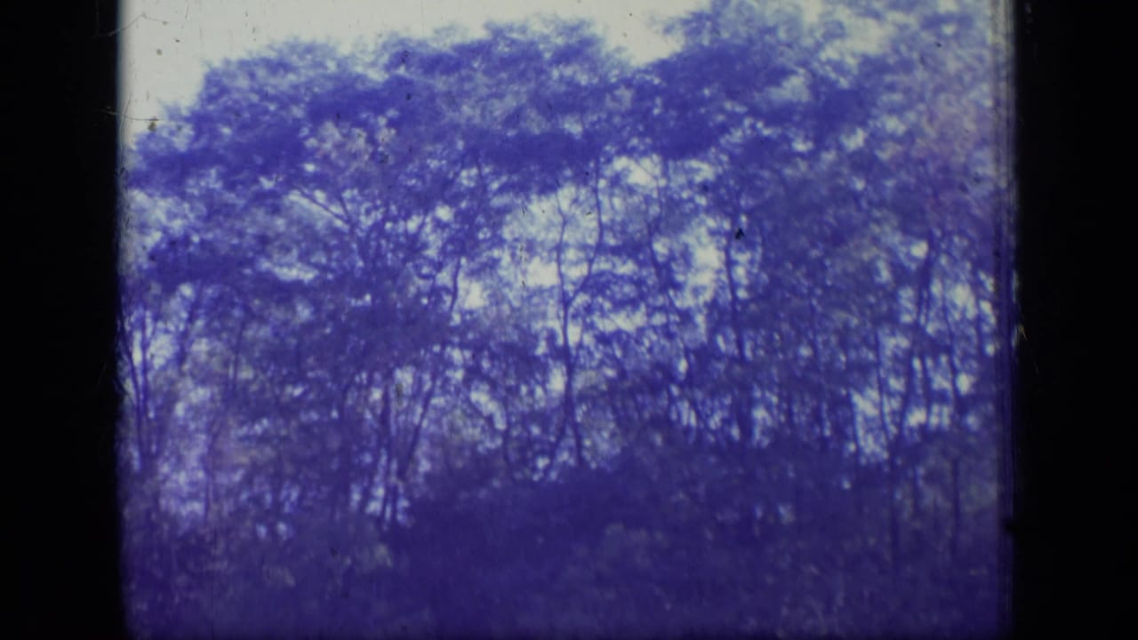 Blue-tinted tall trees silhouetted against a pale sky within an 8mm film frame.