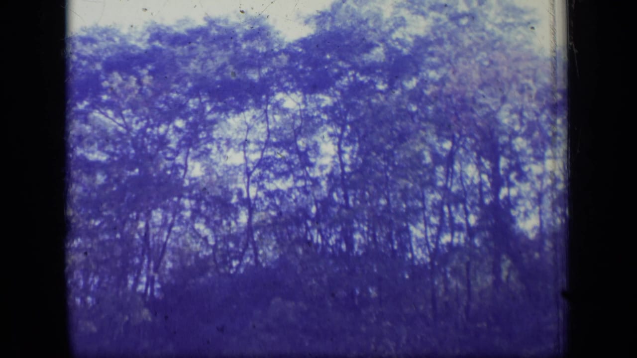 Dense blue-tinted trees and pale sky framed by dark 8mm film edges.