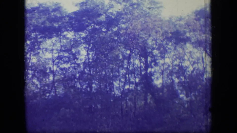 1970 New Jersey 8mm frame of tall forest growth, blue cast, pale sky gaps, grain, dust, and a dark vertical film edge.