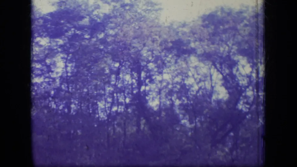 Final 1970 New Jersey frame showing dense trees and sky with strong blue color shift, soft exposure, and archival film marks.
