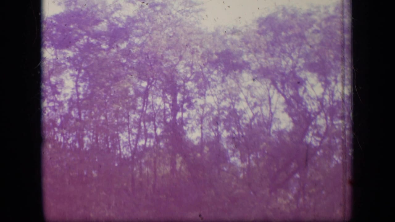 Soft magenta-tinted treetops and branches seen through an 8mm frame edge.