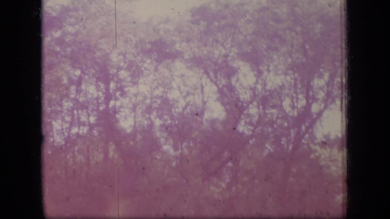 Blurred tree canopy and sky with pink-purple aging and vertical film marks.