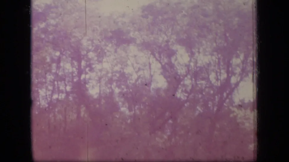 1970 New Jersey 8mm frame of treetops against bright sky, softened by motion, pink-purple color shift, and visible film wear.