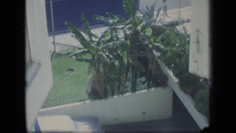 1970 Puerto Rico view from a window over tropical greenery, with street pavement and passing traffic partly visible beyond the plants.