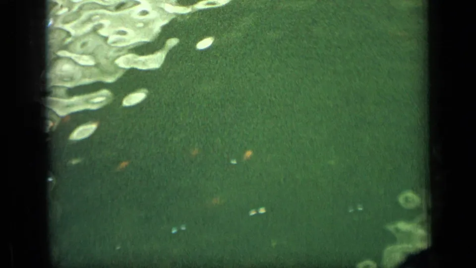 Green water beneath the Puerto Rico pedestrian bridge, with small fish and rippled reflections in an 8mm frame.