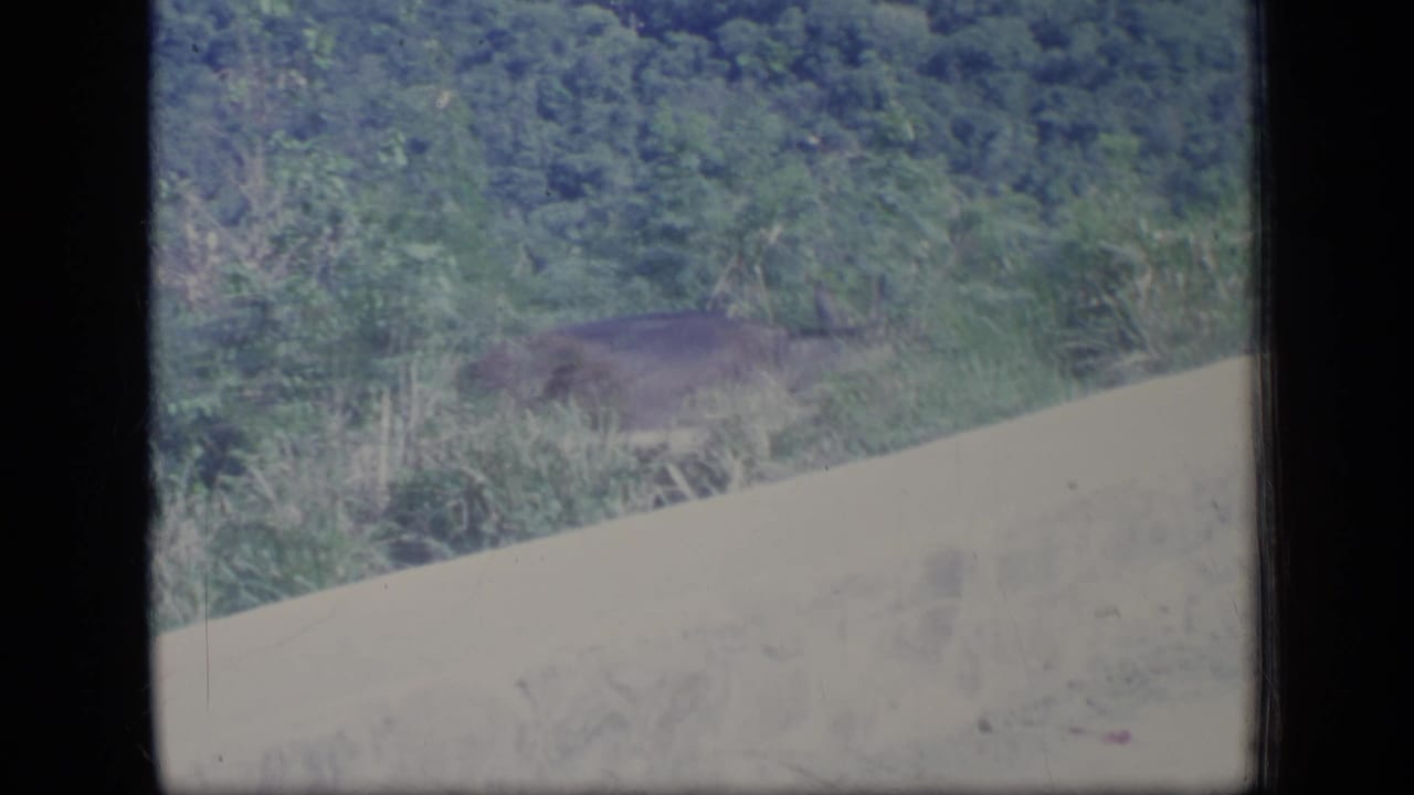 A deer appears to graze near dense greenery and a sandy slope in this Puerto Rico travel footage frame.
