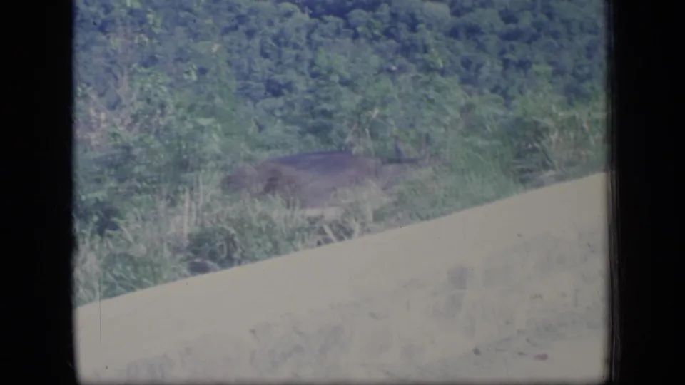 A deer appears to graze near dense greenery and a sandy slope in this Puerto Rico travel footage frame.