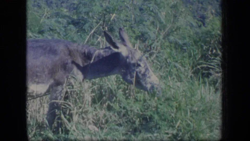 1970 Puerto Rico 8mm frame with a donkey partly cropped as it grazes among tall grass and hillside vegetation.