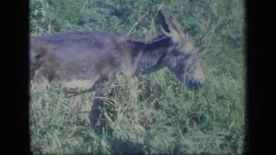 1970 Puerto Rico 8mm frame showing a donkey in profile grazing through tall grass and tropical roadside vegetation.
