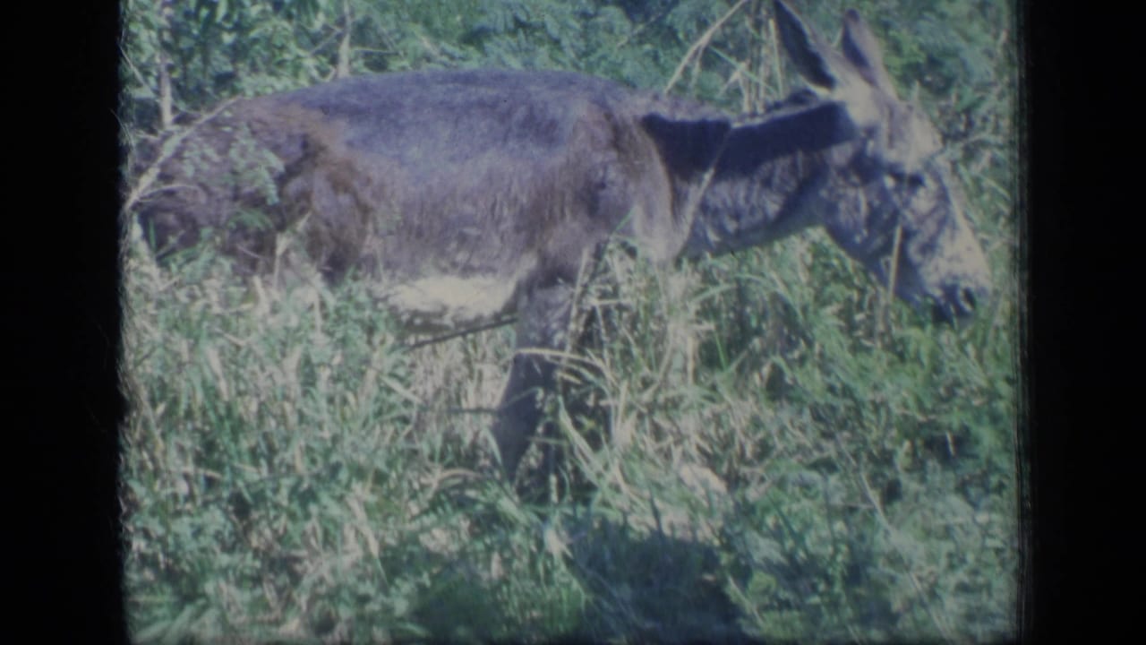 Donkey standing in tall grass beside leafy brush.