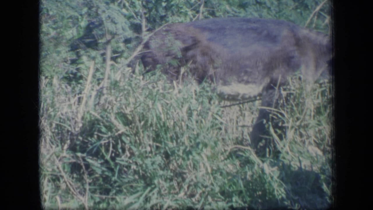 The donkey moves through dense grass and leafy foliage in the Puerto Rico home-movie scene.