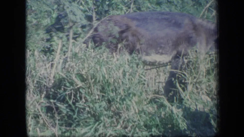 The donkey moves through dense grass and leafy foliage in the Puerto Rico home-movie scene.