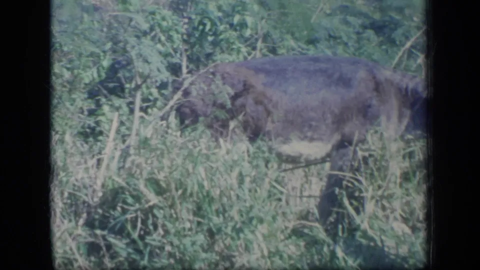 A donkey is partially hidden by grass as it continues grazing in the 1970s Puerto Rico outdoor footage.
