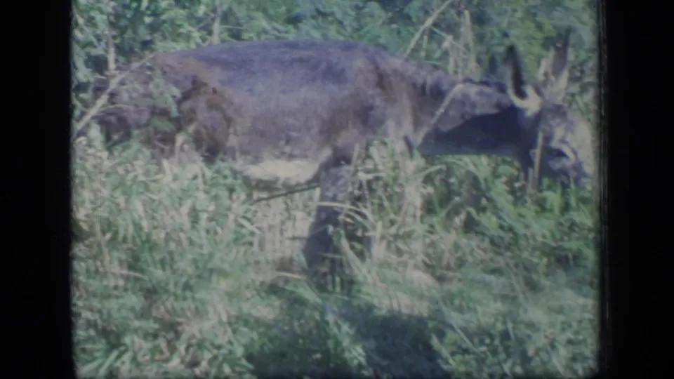 The donkey lowers its head near tall grass and brush in a sunlit Puerto Rico field scene.