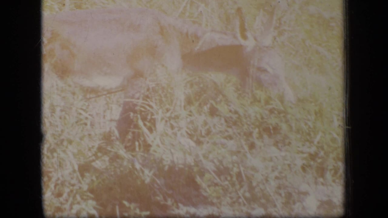 Dark donkey grazing in tall yellow grass and weeds.