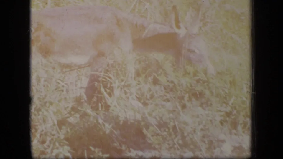 A donkey grazes in sunlit tall grass and weeds in Puerto Rico home-movie footage from 1970.