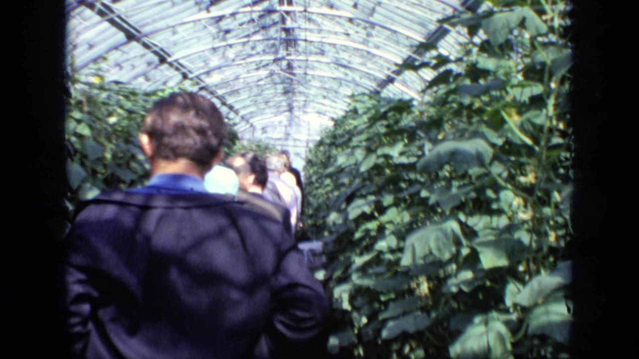 In supported 1971 Moscow footage, visitors move along a narrow greenhouse path under an arched glass roof.
