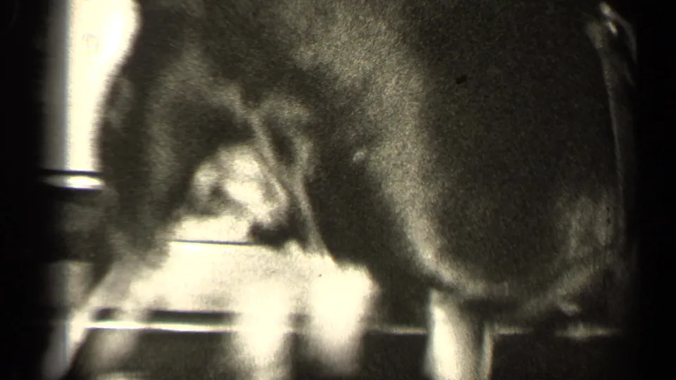 The harnessed dog appears in close view inside the dim room, with its body and legs visible against dark furniture and grainy exposure.