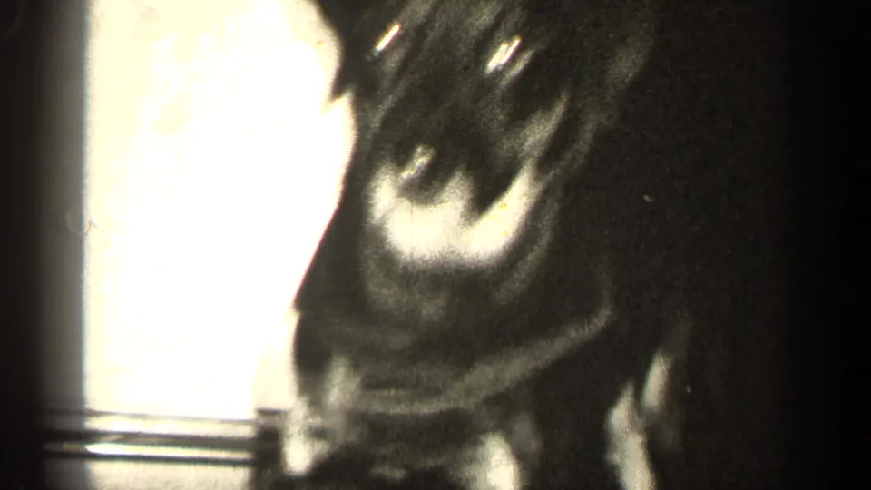 The puppy turns toward the camera from a dark room, with a bright doorway or wall edge at left.