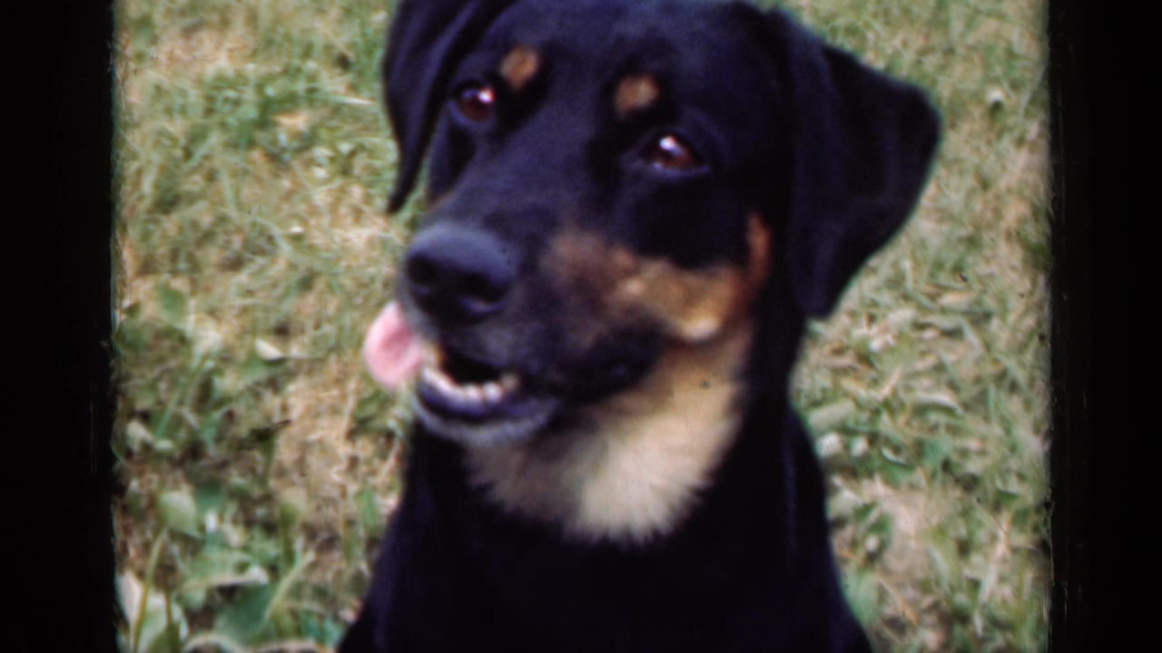 Close view of a black-and-tan dog panting in a grassy Illinois field in 1947 home-movie footage.
