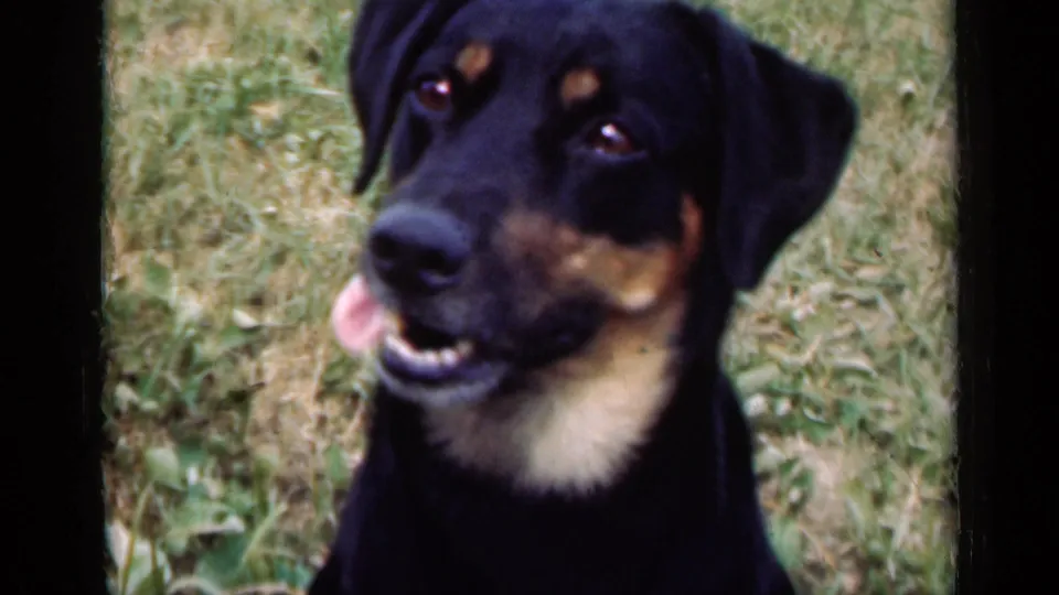 Close view of a black-and-tan dog panting in a grassy Illinois field in 1947 home-movie footage.