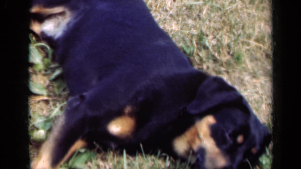 The dog lies low or rolls in a grassy field, partly blurred by movement in the 1947 Illinois 8mm footage.