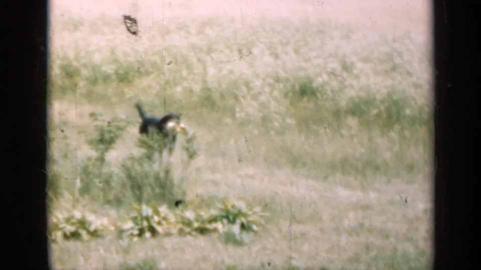 A distant black-and-tan dog runs across a pale grassy field in Illinois home-movie footage from 1947.