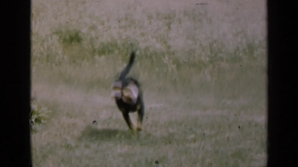 The dog runs away across the field carrying a light-colored object in its mouth in 1947 Illinois 8mm footage.