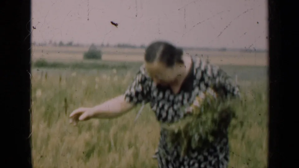 In 1947 Illinois home-movie footage, a woman in a patterned dress bends among tall field growth while holding gathered plants.