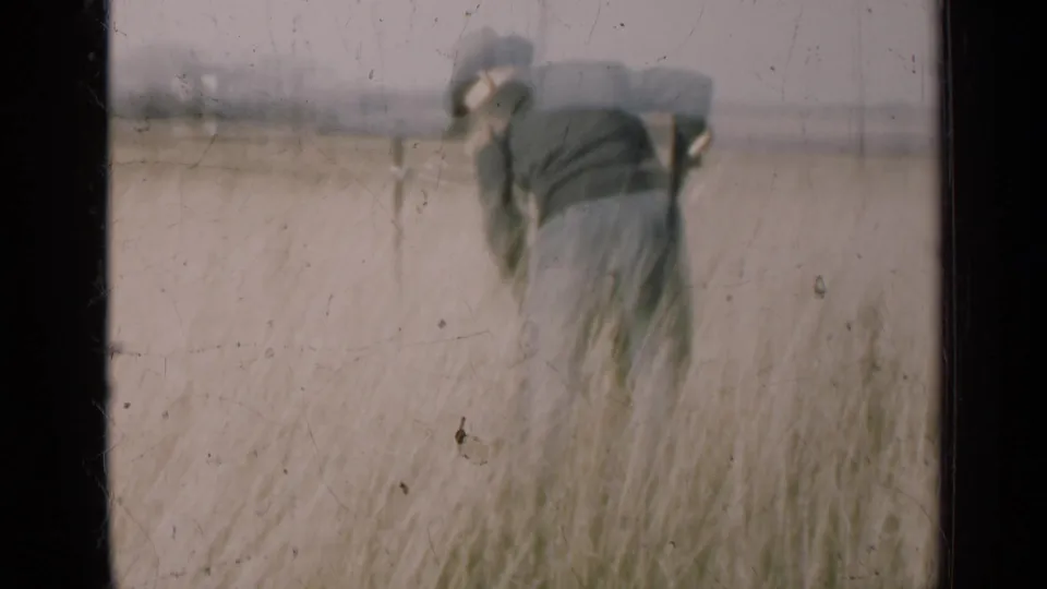 1947 Illinois 8mm frame showing a man in a hat bending through tall pale stalks in an open field.