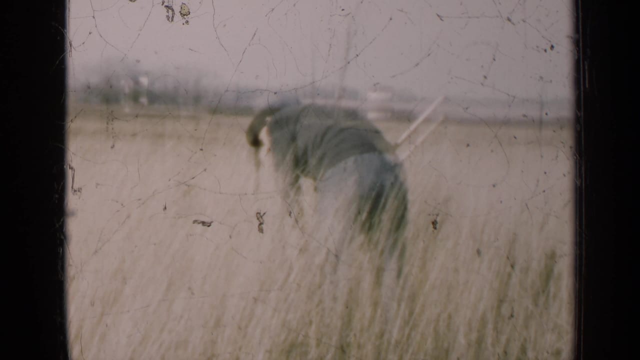 Man bent over in a pale field, partly obscured by tall stalks.