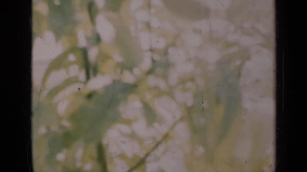 Soft-focus garden foliage and pale flowers in archival 8mm footage from the supplied 1948 Indiana clip.
