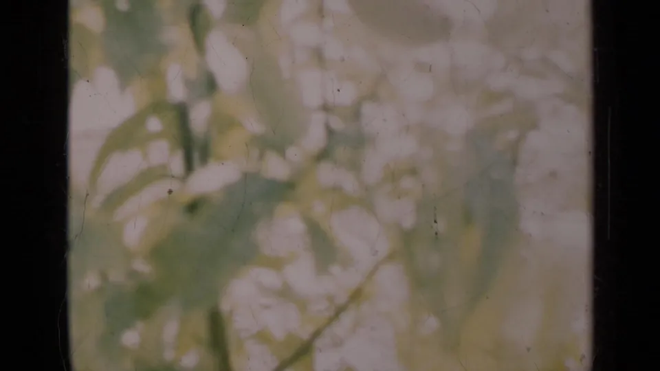 Soft-focus garden foliage and pale flowers in archival 8mm footage from the supplied 1948 Indiana clip.