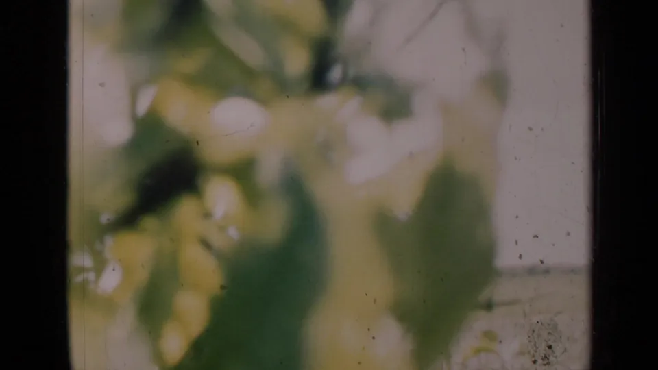 Soft garden foliage and blossoms continue in the Indiana 8mm home-movie scene, with visible film wear and muted color.