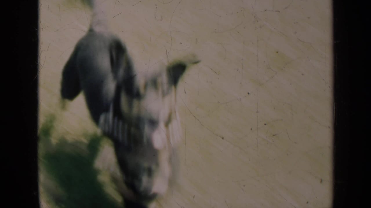 A small dark dog runs across a grassy rural yard in a soft, faded 8mm frame from the 1948 Indiana home movie.