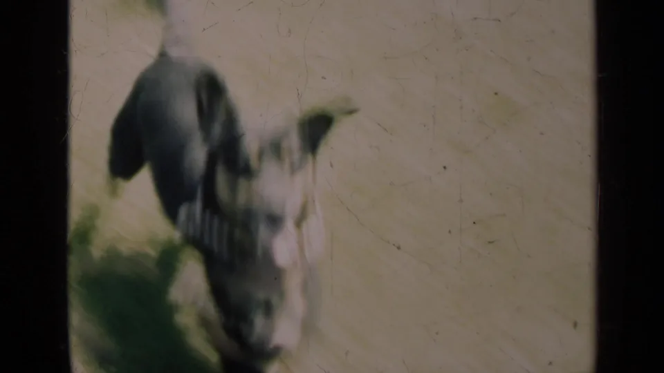 A small dark dog runs across a grassy rural yard in a soft, faded 8mm frame from the 1948 Indiana home movie.