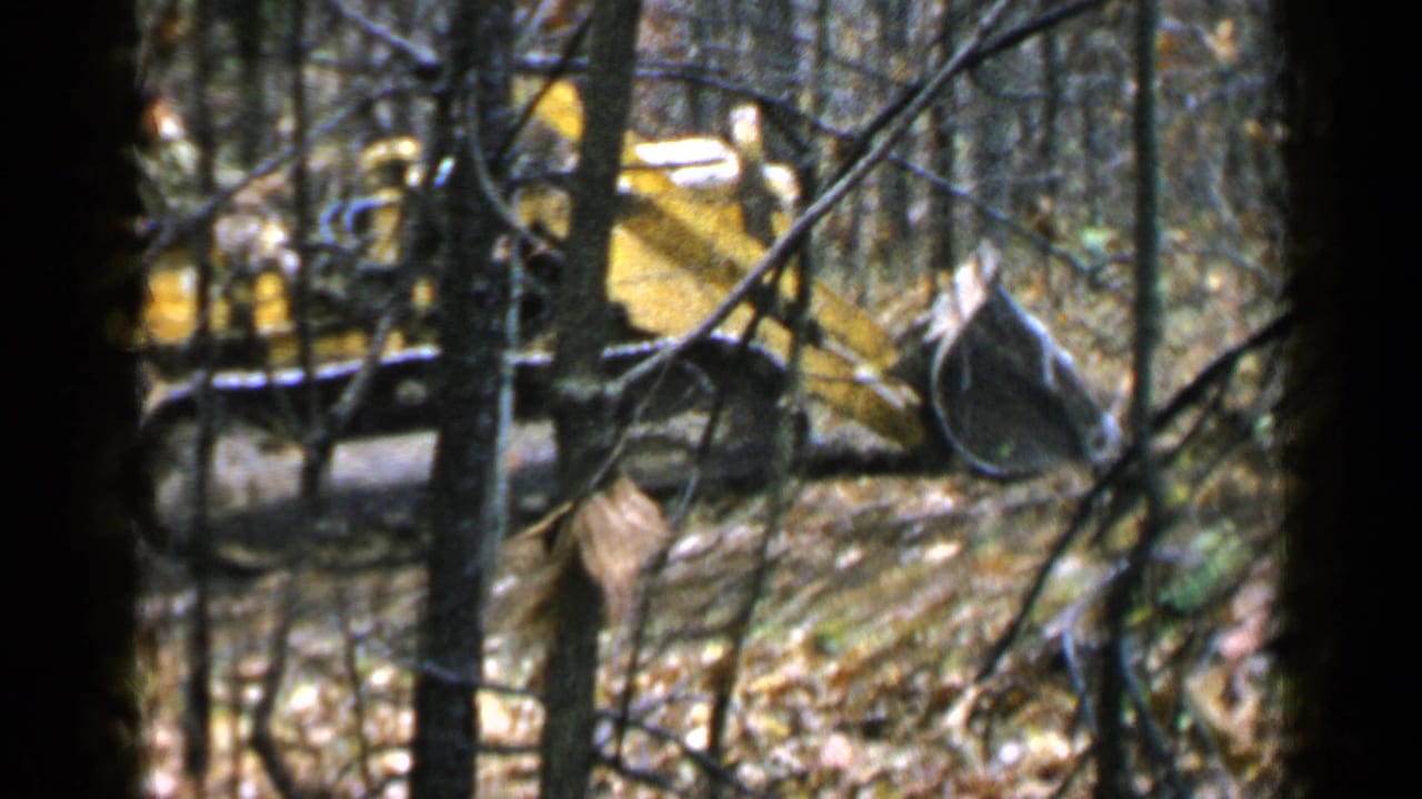 Excavator bucket and yellow machine visible through tree trunks.