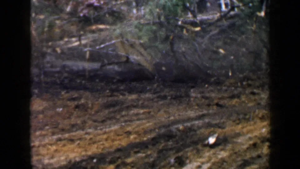 Final 1957 Birmingham-area frame showing muddy forest ground, brush, and a fallen trunk or dark timber.