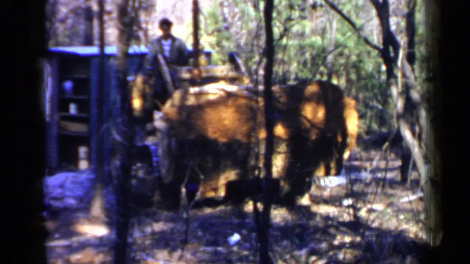 The yellow bulldozer turns or shifts position in dense woods, with the operator visible in the 8mm frame.