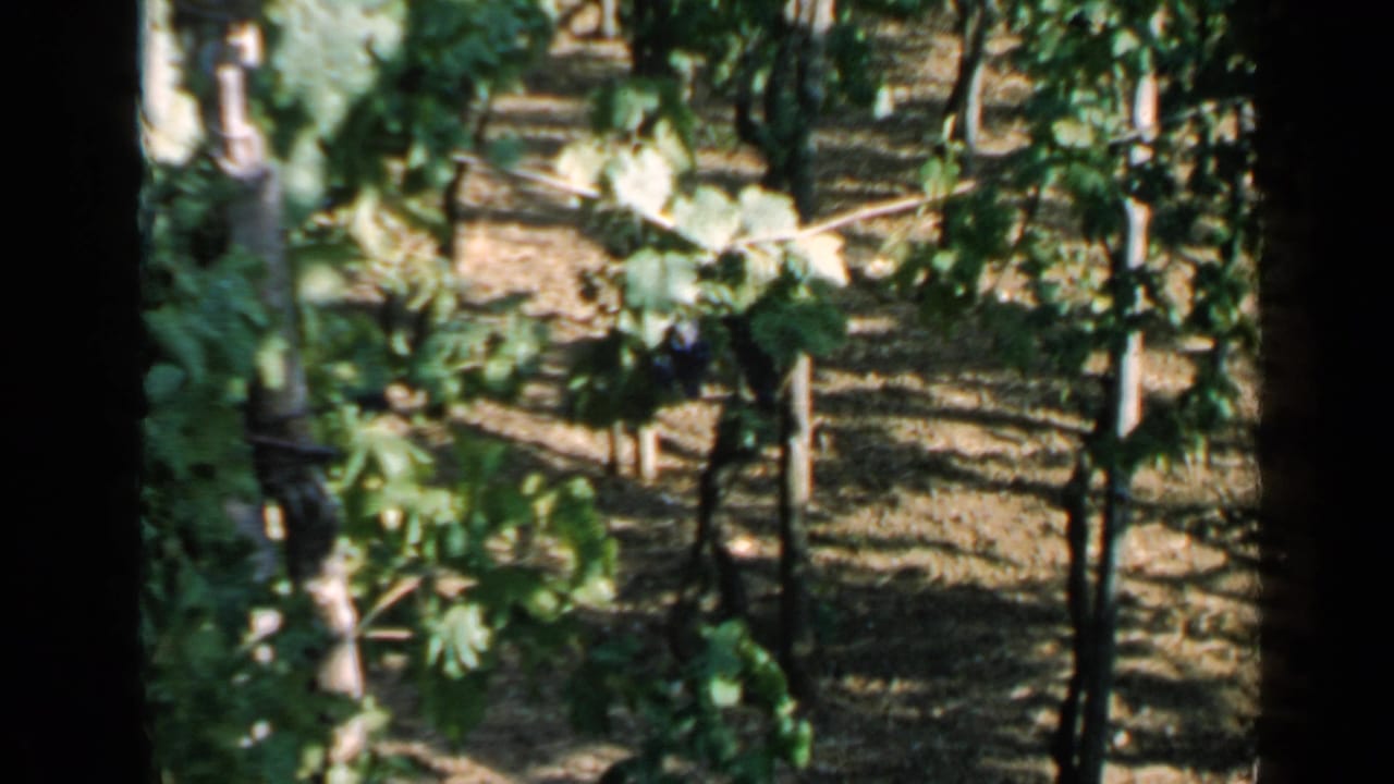 Rows of grapevines with wooden stakes and sunlit soil between the plants.
